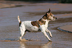 rennender Jack Russell Terrier