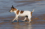 rennender Jack Russell Terrier