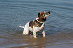 Jack Russell Terrier schttelt sich