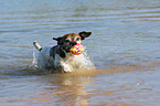 schwimmender Jack Russell Terrier