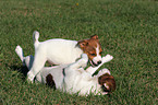 spielende Jack Russell Terrier