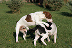 spielende Jack Russell Terrier