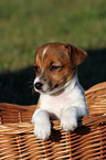 Jack Russell Terrier Welpe im Krbchen