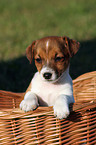 Jack Russell Terrier Welpe im Krbchen