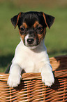 Jack Russell Terrier Welpe im Krbchen