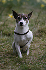 Jack Russell Terrier