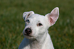 Jack Russell Terrier Portrait