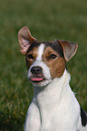 Jack Russell Terrier Portrait