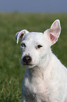 Jack Russell Terrier Portrait