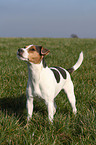 Jack Russell Terrier