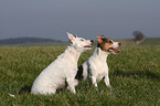 Jack Russell Terrier