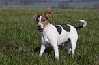 Jack Russell Terrier