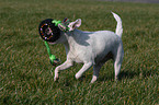 Jack Russell Terrier