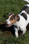 Jack Russell Terrier