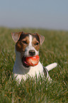 Jack Russell Terrier