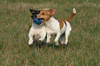 2 spielende Jack Russell Terrier