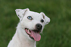 Jack Russell Terrier