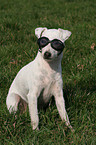 Hund mit Schwimmbrille