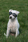 Hund mit Schwimmbrille