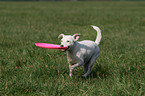 spielender Jack Russell Terrier