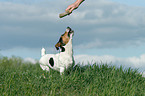 springender Jack Russell Terrier