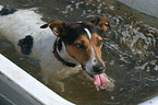 Jack Russell Terrier in Badewanne