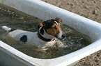 Jack Russell Terrier in Badewanne