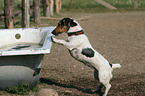 Jack Russell Terrier in Badewanne