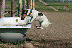 Jack Russell Terrier in Badewanne