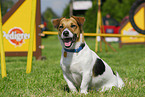 Jack Russell Terrier