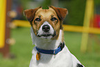 Jack Russell Terrier