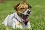 Jack Russell Terrier