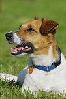 Jack Russell Terrier