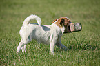 spielender Jack Russell Terrier