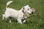 rennender Jack Russell Terrier