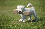 rennender Jack Russell Terrier