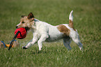 rennender Jack Russell Terrier