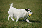 rennender Jack Russell Terrier