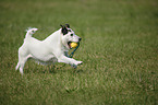 rennender Jack Russell Terrier