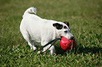 spielender Jack Russell Terrier