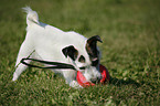 spielender Jack Russell Terrier