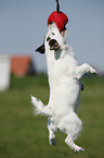 spielender Jack Russell Terrier