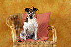 Jack Russell Terrier auf Stuhl