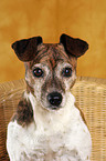 Jack Russell Terrier Portrait