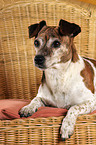 Jack Russell Terrier auf Stuhl