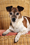 Jack Russell Terrier auf Stuhl