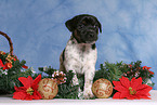 Jack Russell Terrier Welpe zur Weihnachtszeit