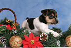 Jack Russell Terrier Welpe zur Weihnachtszeit