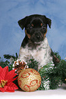 Jack Russell Terrier Welpe zur Weihnachtszeit