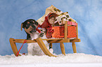 Jack Russell Terrier Welpe zur Weihnachtszeit